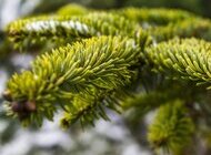 Poklonite jelu ili smreku za blagdansko uređenje grada Jastrebarskog 2025